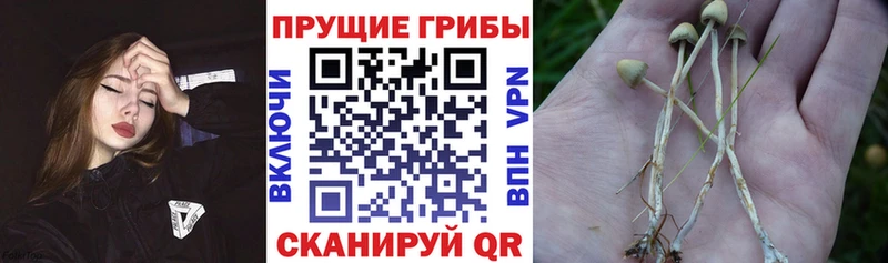Псилоцибиновые грибы Psilocybine cubensis  Верхняя Тура 